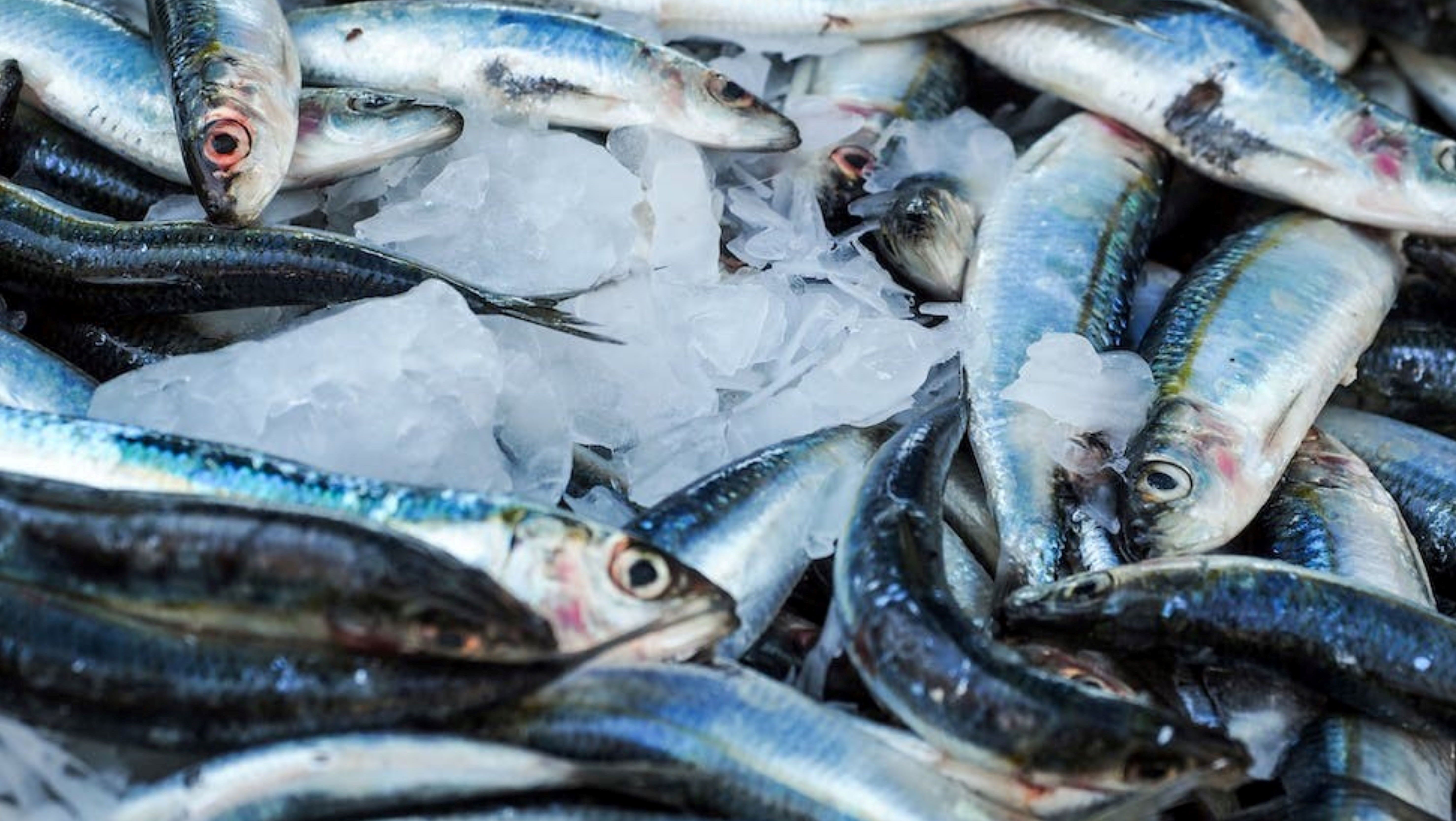 freshly caught fish stored on ice